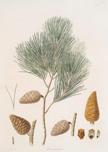 Pinus Maritima